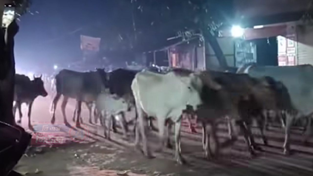 নওগাঁ সীমান্ত দিয়ে অবৈধভাবে ঢুকছে ভারতীয় গরু, ক্ষতির শঙ্কায় দেশীয় খামারিরা